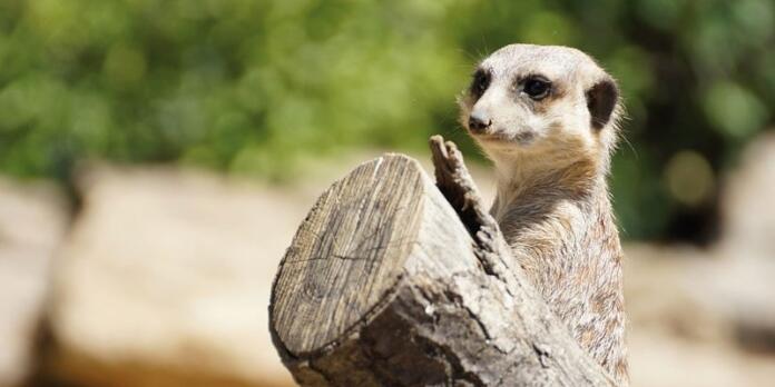 Zoo, Erdmännchen