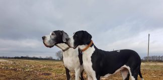 Zwei Deutsche Doggen. Foto: SEKABDogs