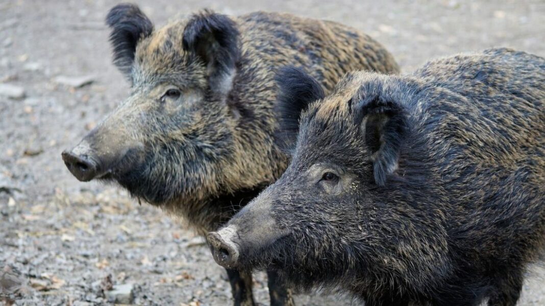 Wildschwein