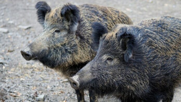 Wildschwein