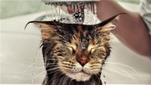 83 jahre alter golf-fahrer verletzt 70-jährige anwohnerin