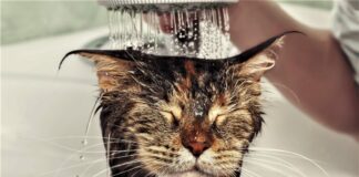 Katze Wasser