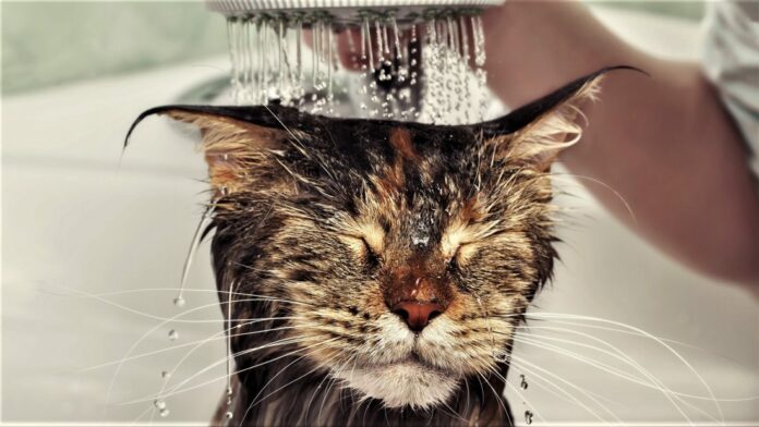 Katze Wasser