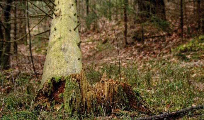 Baum, Wald Wurzel