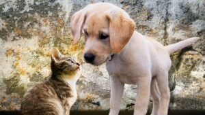 Kann ich mir ein tier leisten? Tasso e. V. Warnt vor finanzieller überbelastung Nachrichten tierwelt