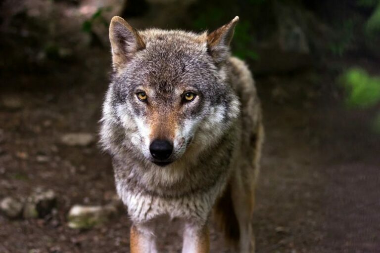 Zahl der Wolfsrudel in Deutschland stark gestiegen
