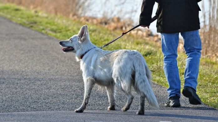 Hund