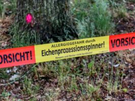 Eichenprozzessionsspinner