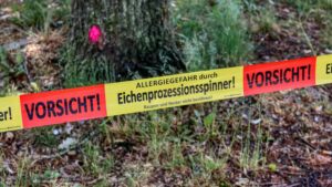 Wichtige information der stadt bingen zu eichenprozessionsspinnern Eichenprozzessionsspinner