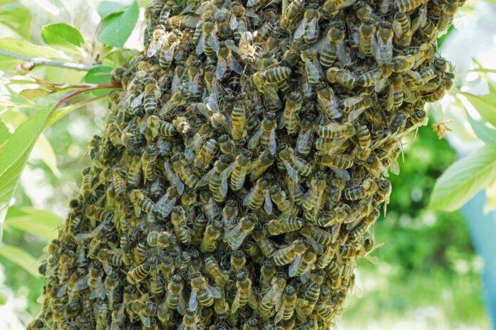Bienen