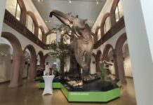 Knifflige Spurensuche im Naturhistorischen Museum Mainz Naturhistorisches Museum Mainz