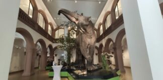 Naturhistorisches Museum Mainz