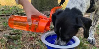 Hund und Hitze Hund trinkt draussen Wasser