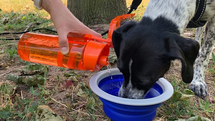 Hund und Hitze Hund trinkt draussen Wasser