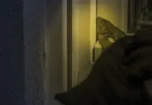 Einbruchserie in Mainz – Zeugen gesucht Einbrecher Fenster