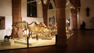 Obdachloser nach messerattacke im kreis groß-gerau verstorben Obdachloser nach messerattacke im kreis groß-gerau verstorben