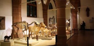 NHM Mainz e1601885080508