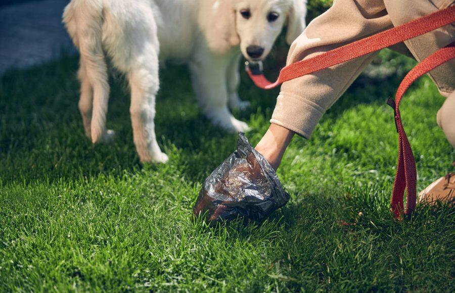 Hundekot entfernen