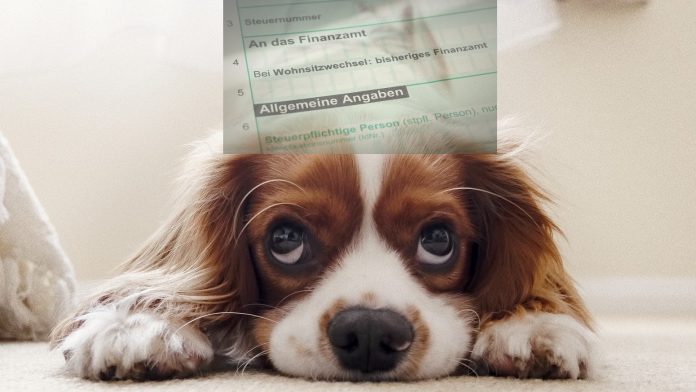 Hund Finanzamt1 1 e1612869255406