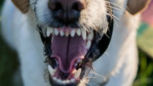 Labradoodle 1499231 1920 e1612255786612