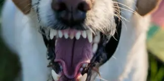 labradoodle 1499231 1920 e1612255786612