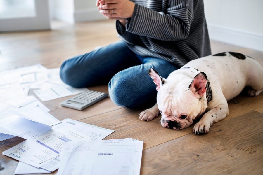 Staat Erzielt Rekordeinnahmen Bei Der Hundesteuer Byc News Online Zeitung 