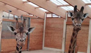 Die fdp hat die wissing-wende geschafft