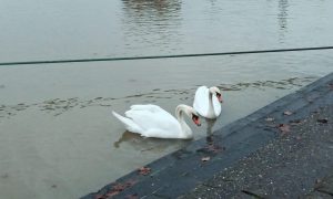 Bauernbrücke ginsheim: "ein solches vorgehen ist völlig unprofessionell" 2