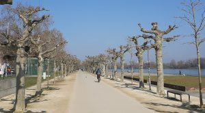 Gemeinsame spaziergänge am rheinufer in mainz Rheinufer mainz