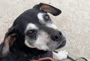 Studie zur zukunft des shoppings in innenstädten