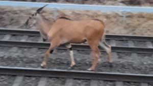 Ausgebüchster antilopenbulle hielt einsatzkräfte in darmstadt stundenlang auf trab Antilope2