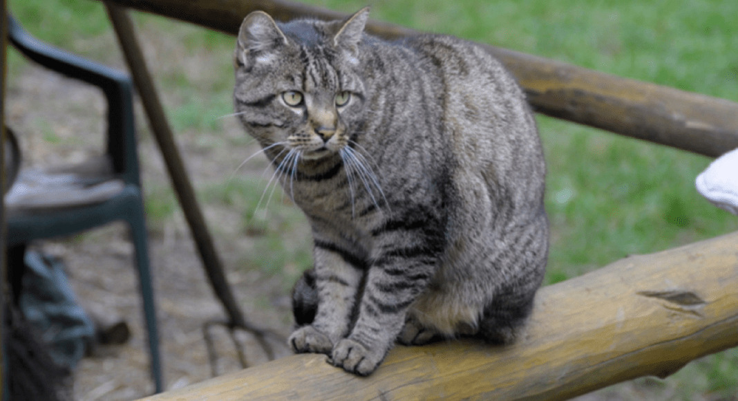 PM Streunerkatze oder Freiganger TASSO jpg