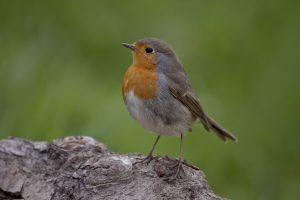 Rotkehlchen 7031 bearbeitet e1616368201731