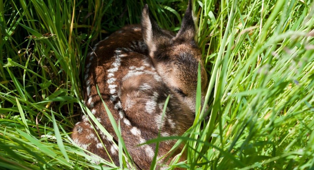 Topthema 20210317 Tierkinder e1615989282308