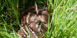 Topthema 20210317 Tierkinder e1615989282308