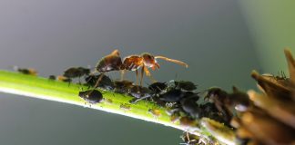 ant 3986720 960 720 rotated e1614791702171