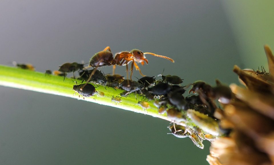 ant 3986720 960 720 rotated e1614791702171