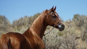 Drogeriemarkt-kette bietet ab nächster woche corona-schnelltests an