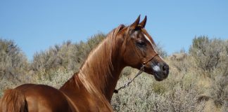 arabian 4552669 1920 e1614675828318