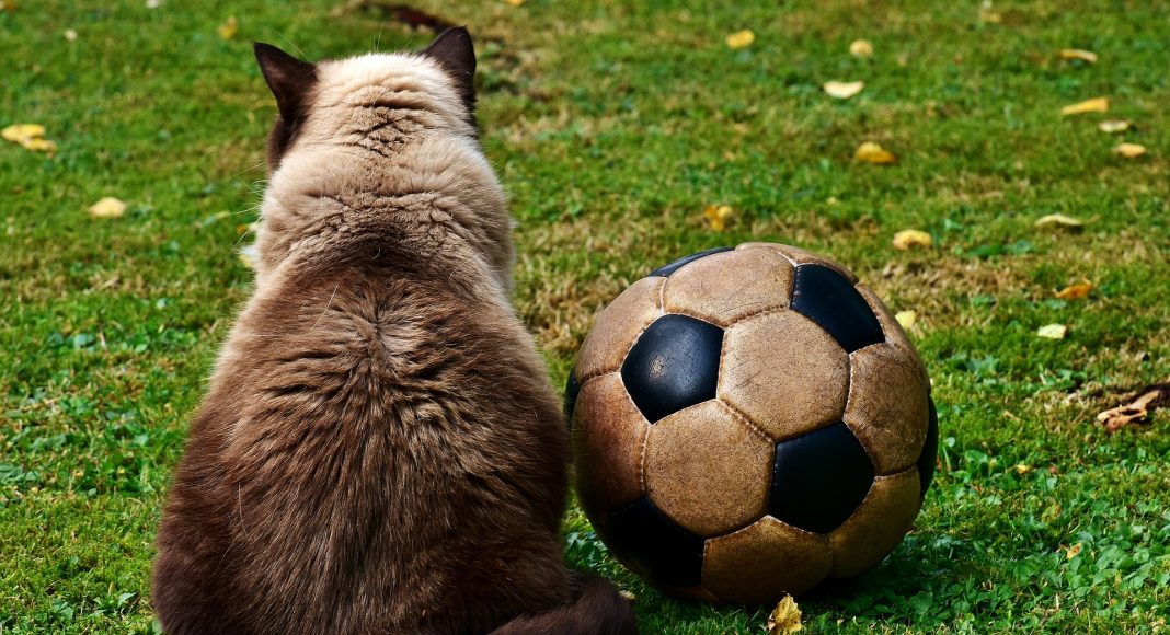 cat 2486447 1920 e1615458179983