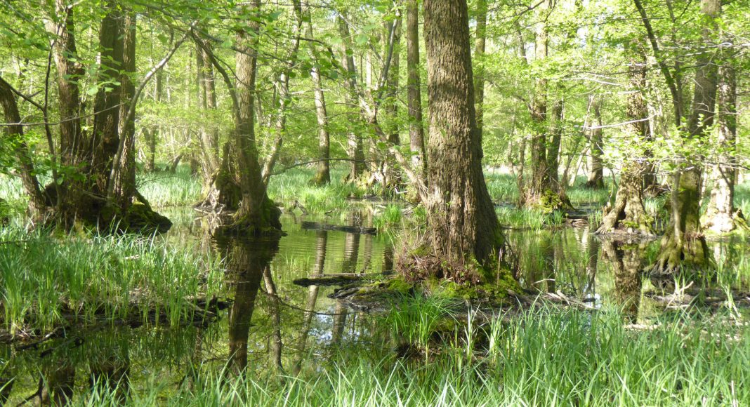 image e1617141652176 image e1617141652176