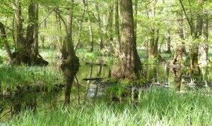 Image e1617141652176