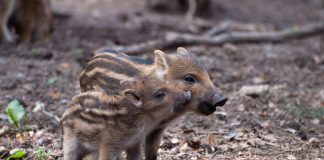 little pig 2224212 960 720 e1616486525204