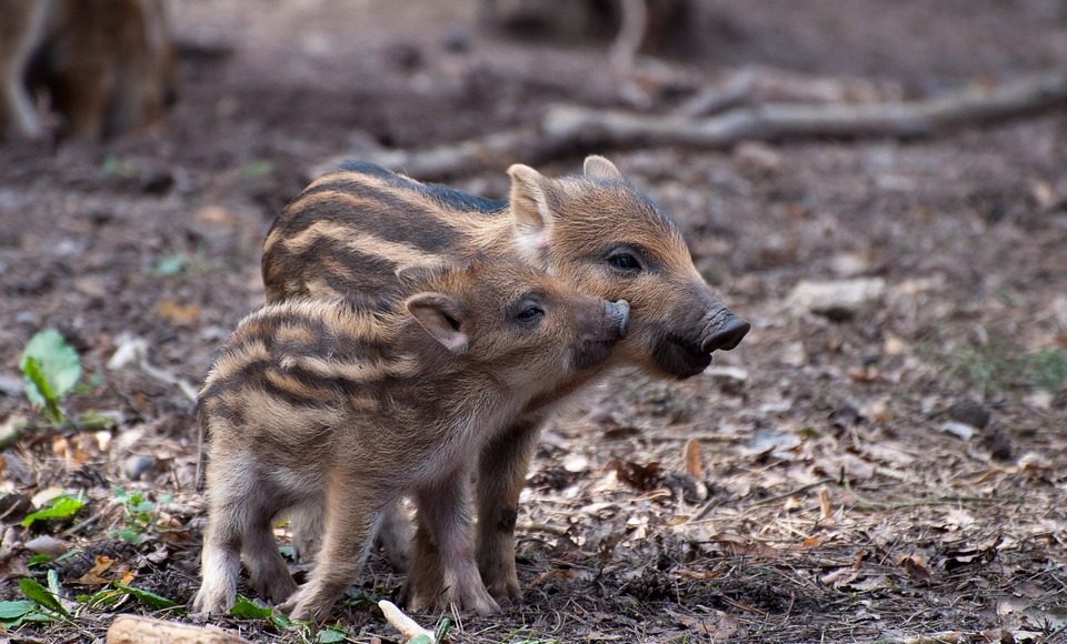 little pig 2224212 960 720 e1616486525204 little pig 2224212 960 720 e1616486525204