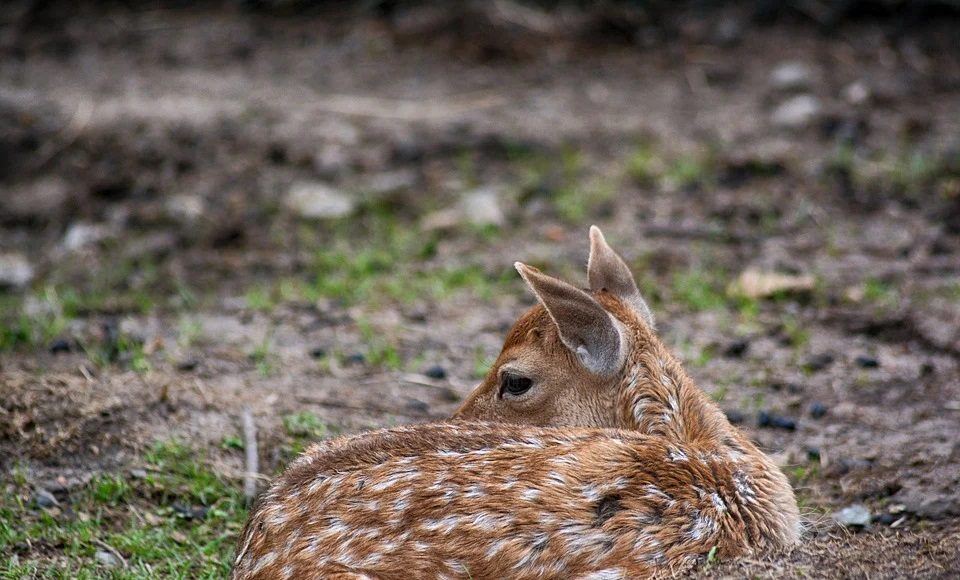 roe deer 3627614 960 720 e1616058320508