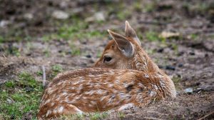 Hinweise zur mülltrennung im kreis mainz-bingen und den wertstoffhöfen