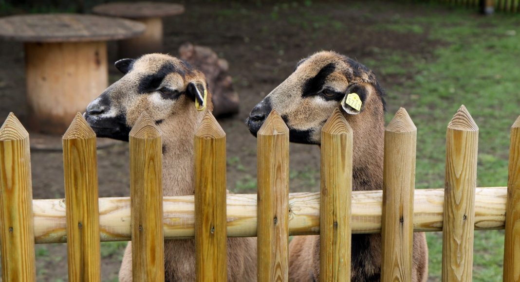 sheep 4221883 1920 e1617091175426