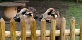 sheep 4221883 1920 e1617091175426