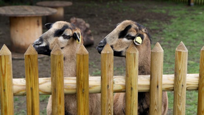 sheep 4221883 1920 e1617091175426