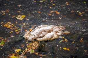 Vollsperrung: mercedes kracht in lastwagen auf der landstraße l400 Vollsperrung: mercedes kracht in lastwagen auf der landstraße l400 1